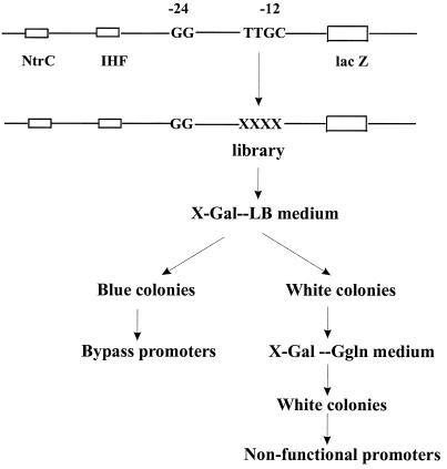 FIG. 1