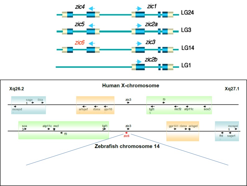 Fig. (1)