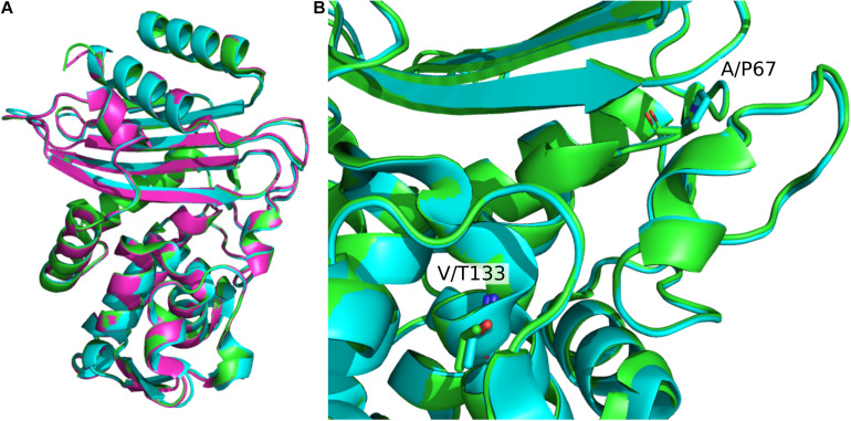 FIGURE 2