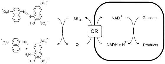 FIG.3.