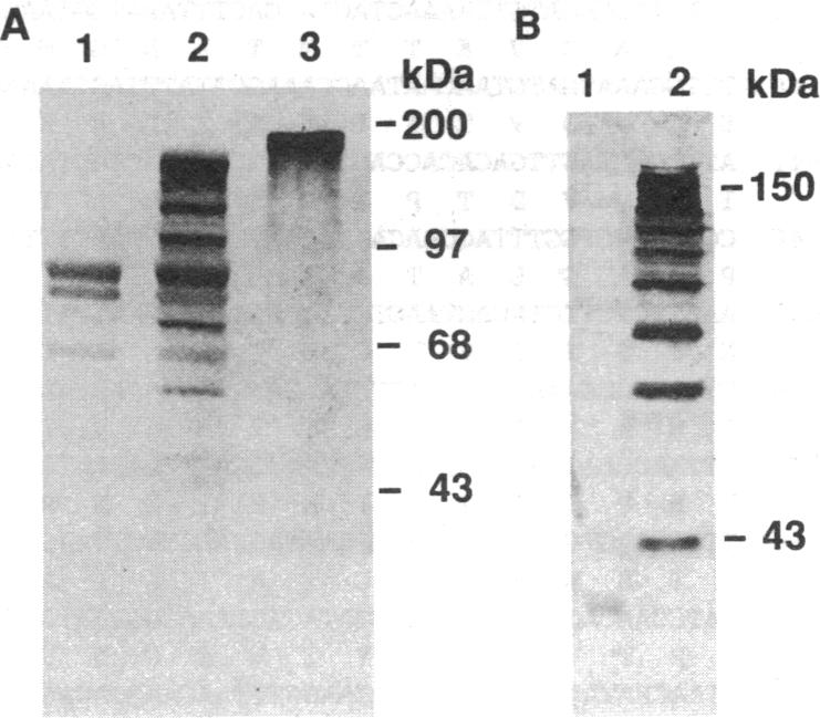 graphic file with name pnas01082-0329-a.jpg