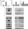 <b>FIG. 5.</b>