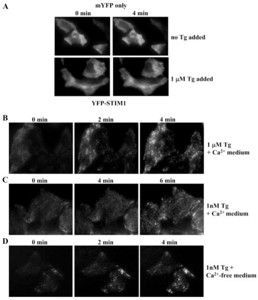 FIGURE 4