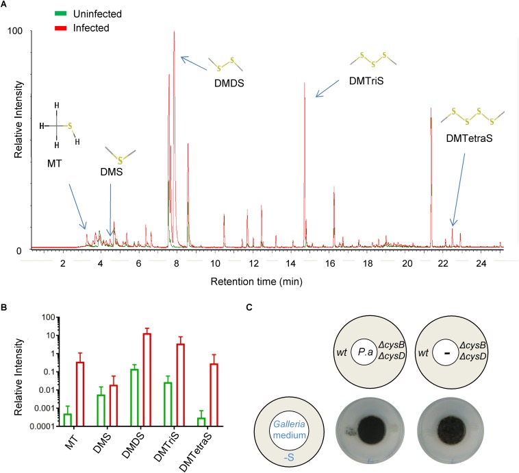 FIGURE 4