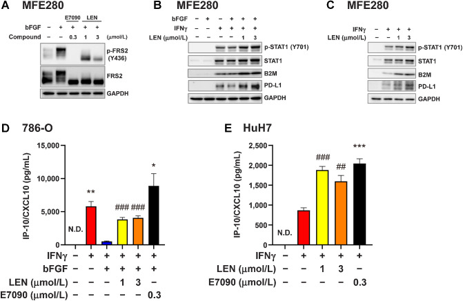 Figure 5. Inhibitory effect of FGFR signaling on the IFNγ signaling pathway in human cancer cells. A–C, Western blot analysis in MFE280 human endometrial cancer cells using the indicated antibodies; GAPDH was included as a loading control. A, MFE280 cells were starved in medium containing 0.1% FBS for 18 hours, and then treated first with lenvatinib at 1 or 3 μmol/L or with E7090 at 0.3 μmol/L for 1 hour and finally with bFGF (10 ng/mL) for 5 minutes. B, MFE280 cells were pretreated with lenvatinib at 1 or 3 μmol/L for 1 hour and then treated with bFGF (10 ng/mL) for 23 hours. Finally, cells were stimulated with IFNγ (5 ng/mL) for 24 hours. C, MFE280 cells were treated with lenvatinib at 1 or 3 μmol/L for 24 hours and then stimulated with IFNγ (5 ng/mL) for 24 hours. D and E, CXCL10 levels in culture supernatants were analyzed by ELISA. Data are presented as means + SEM of three independent experiments. D, Human renal cell carcinoma 786-O cells were treated first with lenvatinib at 1 or 3 μmol/L or with E7090 at 0.3 μmol/L for 1 hour and then with bFGF (10 ng/mL) for 23 hours. Finally, cells were stimulated with IFNγ (5 ng/mL) for 24 hours. *, P < 0.05; **, P < 0.01, unpaired t test versus bFGF+IFNγ-treated group (blue bar); ###, P < 0.001, Dunnett multiple-comparison test versus bFGF+IFNγ-treated group (blue bar). E, Human hepatocellular carcinoma HuH7 cells were treated first with lenvatinib at 1 or 3 μmol/L or with E7090 at 0.3 μmol/L for 24 hours and then stimulated with IFNγ (5 ng/mL) for 24 hours. ***, P < 0.001, unpaired t test versus IFNγ-treated group (red bar). ##, P < 0.01; ###, P < 0.001, Dunnett multiple comparison test versus IFNγ-treated group (red bar). LEN, lenvatinib; N.D., not determined (i.e., below the lower limit of detection).