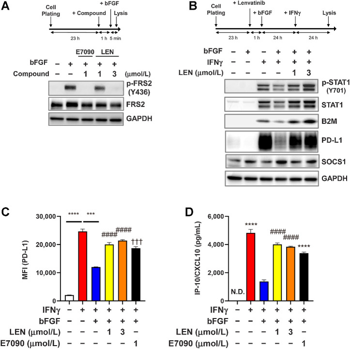 Figure 4. Inhibitory effect of FGFR signaling on IFNγ-signaling pathways in RAG cells. A and B. Experimental schemes (top) and Western blot analysis using the indicated antibodies (bottom). The housekeeping molecule GAPDH was used as a loading control. A, Effects of lenvatinib and E7090 on the FGFR-signaling pathway. RAG cells were treated first with lenvatinib at 1 or 3 μmol/L or with E7090 at 1 μmol/L for 1 hour and then treated with bFGF 10 ng/mL for 5 minutes. B, Effects of FGFR signaling on the IFNγ-signaling pathway. RAG cells were treated first with lenvatinib at 1 or 3 μmol/L for 1 hour and then with bFGF 10 ng/mL for 23 hours. After those treatments, cells were stimulated with IFNγ 5 ng/mL for 24 hours. C, Effects of FGFR signaling on expression levels of IFNγ-induced cell surface PD-L1. RAG cells were treated first with lenvatinib at 1 or 3 μmol/L or with E7090 at 1 μmol/L for 1 hour, after which, all cells were treated with bFGF 10 ng/mL for 23 hours and then stimulated with IFNγ 5 ng/mL for 24 hours. Cell surface expression level of PD-L1 was analyzed by using flow cytometry. Data are presented as means + SEM (n = 3). ***, P < 0.001; ****, P < 0.0001, unpaired t test between groups. ####, P < 0.0001, Dunnett multiple comparison test versus bFGF+IFNγ-treated group (blue bar). †††, P < 0.001, unpaired t test versus bFGF+IFNγ-treated group (blue bar). D, Effects of FGFR signaling on expression levels of IFNγ-induced CXCL10 in culture supernatant. RAG cells were treated as same as C. CXCL10 levels in culture supernatants were analyzed through ELISA. Data are presented as means + SEM (n = 4). ****, P < 0.0001, unpaired t test versus bFGF+IFNγ-treated group (blue bar). ####, P < 0.0001, Dunnett multiple comparison test versus bFGF+IFNγ-treated group (blue bar). LEN, lenvatinib; N.D., not determined (i.e., below the lower limit of detection).