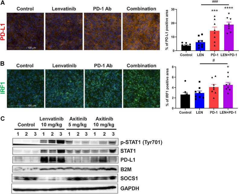 Figure 6. Immunofluorescence and Western blot analysis of IFNγ-signaling pathways in RAG tumors. Mice bearing RAG tumors were treated with lenvatinib at 10 mg/kg once daily, with anti-PD-1 mAb at 200 μg/animal twice weekly, or with both agents for 2 weeks. A and B, Representative immunofluorescence images (left) and quantified positive areas (right) for each treatment group are shown for PD-L1 (A) and IRF1 (B). Bars, 100 μm. Data are presented as means + SEM (n = 8). *, P < 0.05; ***, P < 0.001; ****, P < 0.0001 versus control group; #, P < 0.05; ###, P < 0.001 versus combination treatment group (Dunnett multiple comparison test). C, Western blot analysis of IFNγ-signaling pathways. Mice bearing RAG tumors were treated with lenvatinib at 10 mg/kg once daily or with axitinib at 5 or 10 mg/kg twice daily for 2 weeks. Tumor lysate from each treatment group underwent Western blot analysis using the indicated antibodies; GAPDH was included as a loading control. LEN, lenvatinib.