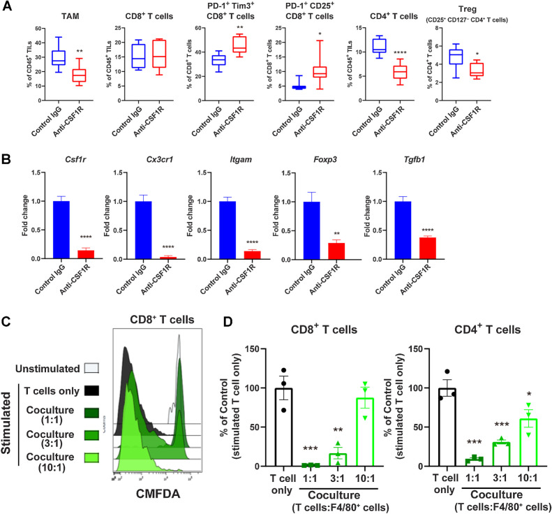 Figure 3. Immunomodulatory activity of TAM in the RAG model. A and B, Mice bearing RAG tumors were injected intraperitoneally with anti-CSF1R mAb or control IgG2a at 300 μg/animal 1 day before allocation (i.e., day 0). On day 1, when TVs were approximately 101 mm3, anti-CSF1R mAb or control IgG2a at 300 μg/animal were administered twice weekly thereafter for 2 weeks. A, CD45+ TILs were isolated from tumor tissue, and populations of immune cells were analyzed by flow cytometry. The gating strategy is shown in Supplementary Fig. S3. Percentages of TAMs, CD8+ T cells in CD45+ TILs, and PD-1+ Tim3+ CD8+ T cells and PD-1+ CD25+ CD8+ T cells in CD8+ T cells. Percentages of CD4+ T cells in CD45+ TILs and Treg (CD25+ CD127− CD4+ T cells) in CD4+ T cells. N = 8. *, P < 0.05; **, P < 0.01; ****, P < 0.0001, unpaired t test between groups. B, Expression levels of the indicated genes determined through qRT-PCR analysis. Data were normalized by the Gapdh gene. Data are presented as means + SEM (N = 8). **, P < 0.01; ****, P < 0.0001, unpaired t test between groups. C and D, T-cell coculture assay with F4/80+ cells (TAMs) isolated from RAG tumors was performed at the indicated ratios (T cells: F4/80+ cells) as described in Materials and Methods. C, Histograms of CMFDA-labeled CD8+ T cells cocultured with F4/80+ cells. D, Proliferation of CD8+ T cells and CD4+ T cells cocultured with F4/80+ cells compared with T-cell single culture (T cell only). Data are presented as means ± SEM of three independent experiments. *, P < 0.05; **, P < 0.01; ***, P < 0.001 (Dunnett multiple comparison test) versus T cell only group.