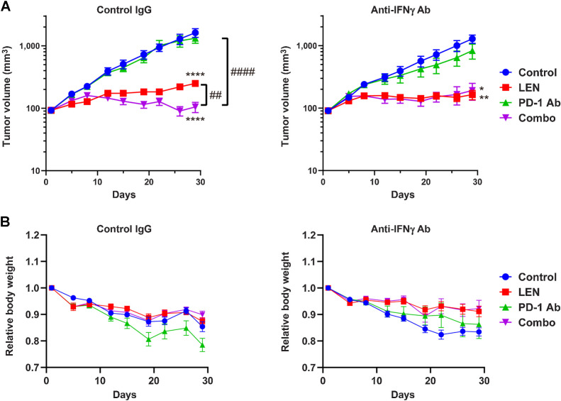 Figure 7. Effects of anti-IFNγ mAb on the antitumor activity of treatment with lenvatinib only, anti-PD-1 mAb only, or their combination in the RAG model. Mice bearing RAG tumors were injected intraperitoneally with anti-IFNγ mAb or control IgG1 at 300 μg/animal 2 days before allocation to treatment groups (i.e., day −1) and twice weekly thereafter. On day 1, when TVs were approximately 90 mm3, mice were allocated randomly into treatment groups. Lenvatinib was orally administered at 10 mg/kg once daily, and anti-PD-1 mAb was injected intraperitoneally at 200 μg/mouse twice weekly for 4 weeks. A, TVs of control IgG-treated (left) and anti-IFNγ mAb–treated (right) groups. Data are presented as means ± SEM (n = 8). *, P < 0.05; **, P < 0.01; ****, P < 0.0001 versus control group; ##, P < 0.01; ####, P < 0.0001 versus combination treatment animals (Dunnett multiple comparison test after logarithmic transformation). TVs of mice that were found dead or were euthanized preemptively during the treatment period were imputed by last observation carried forward (control IgG1: 3 mice in control group, 4 mice in anti-PD-1 mAb group; anti-IFNγ mAb: 1 mouse in control group, 1 mouse in anti-PD-1 mAb group). B, Relative body weight of control IgG-treated (left) and anti-IFNγ mAb-treated group (right). Data are presented as means ± SEM. Combo, combination; LEN, lenvatinib.