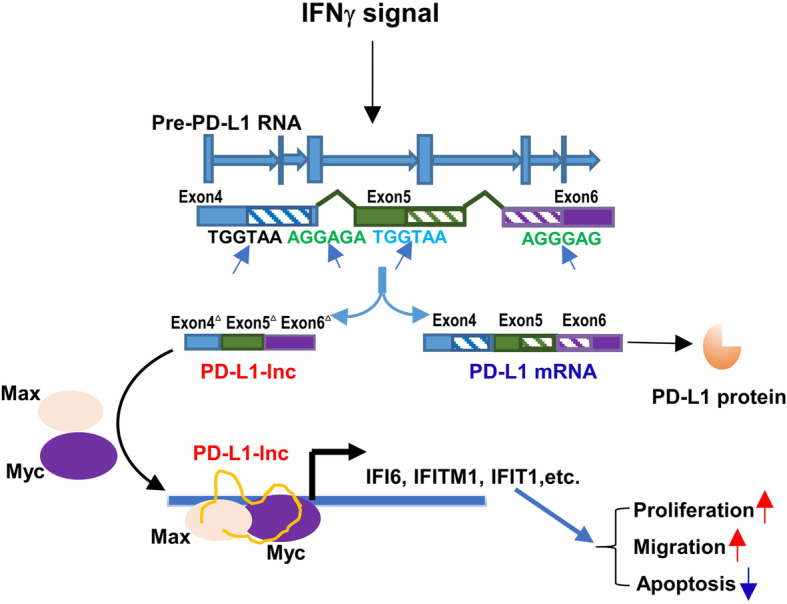 Fig. 9