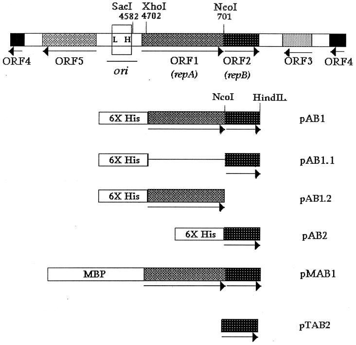 FIG. 1.