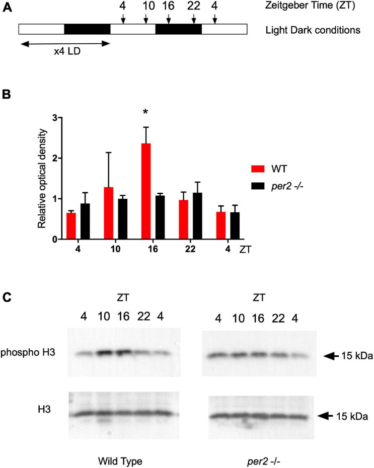 FIGURE 10