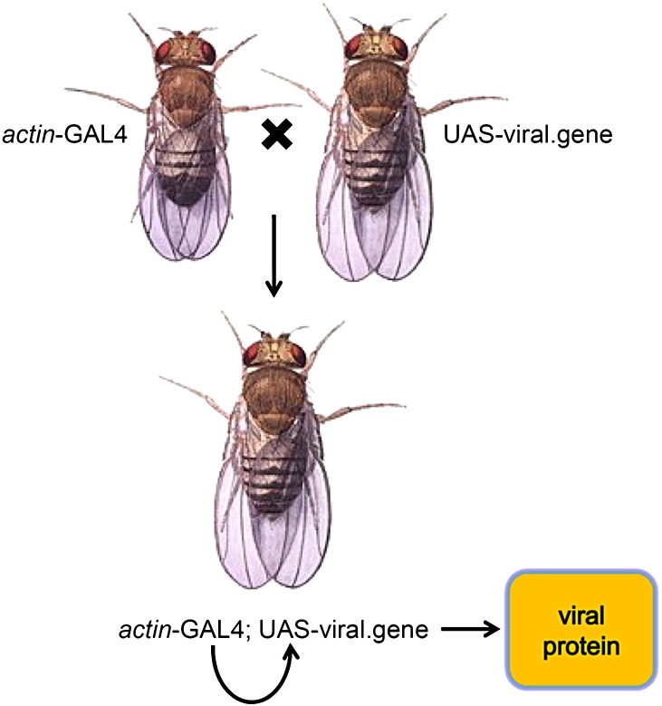 Fig. 1