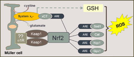 Schematic of paper