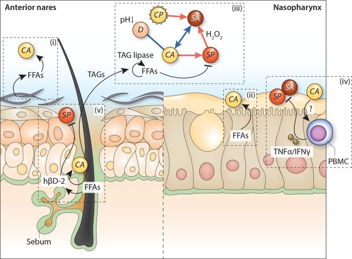 FIGURE 1 