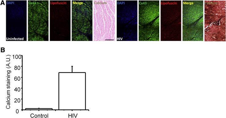 Figure 4