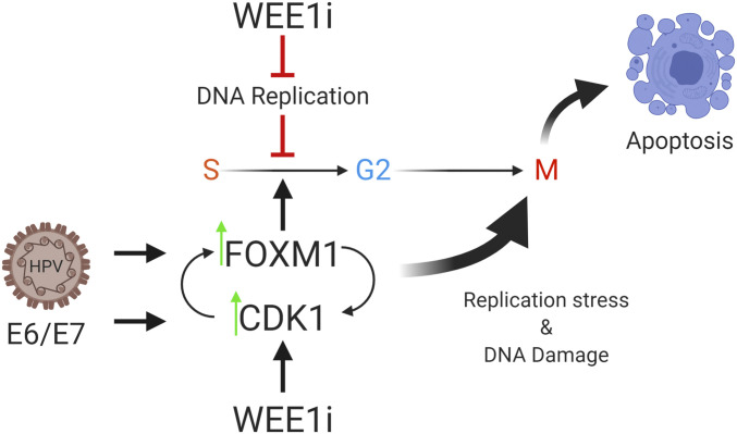 Fig. 7.