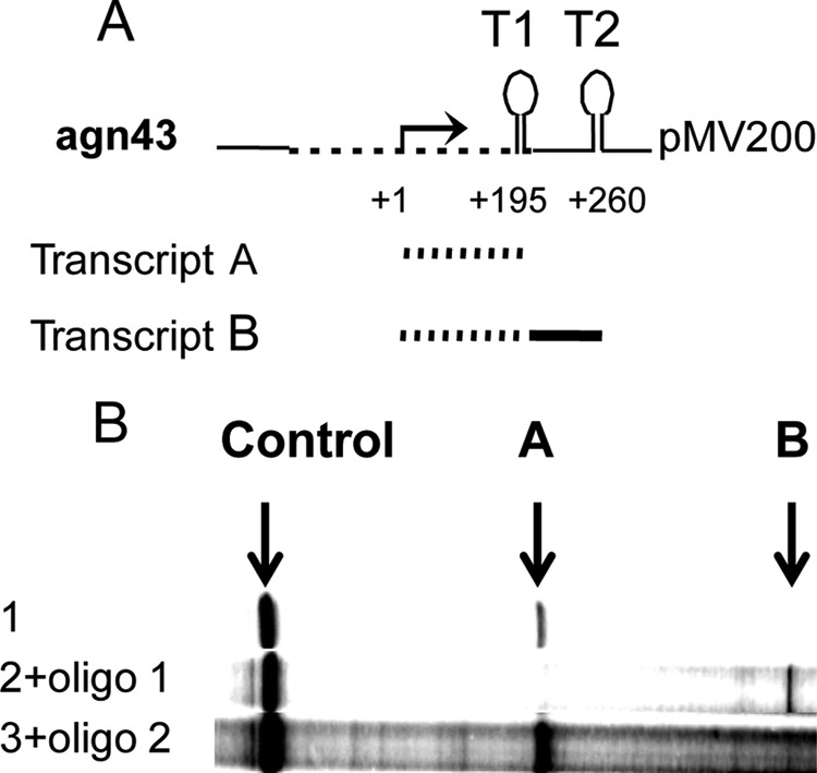 FIG 2