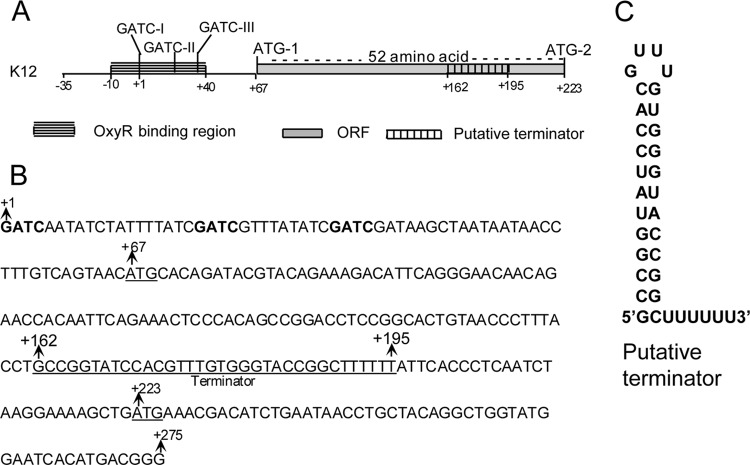 FIG 1