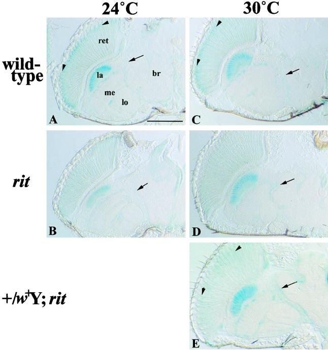 FIG. 7