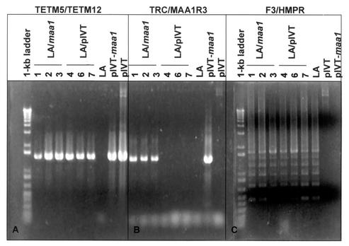 FIG. 2.