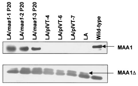 FIG. 4.