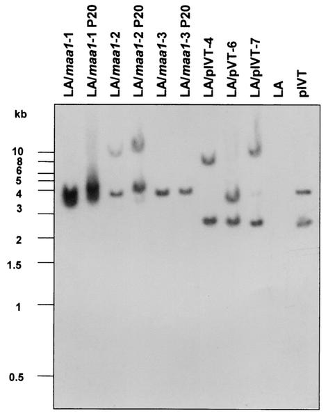 FIG. 3.