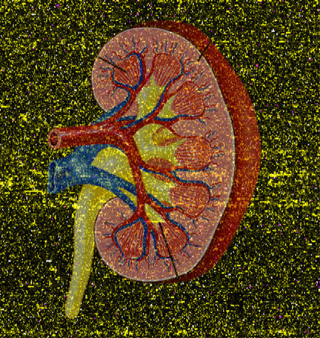 Transcriptional profiling to study aging in the kidney