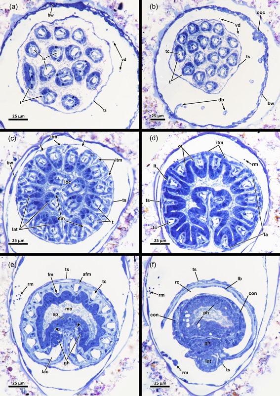 Figure 17