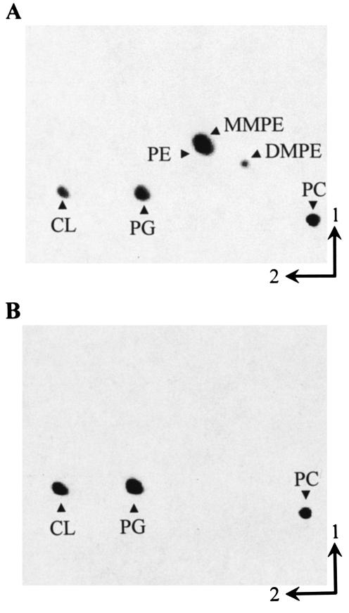 FIG. 1.