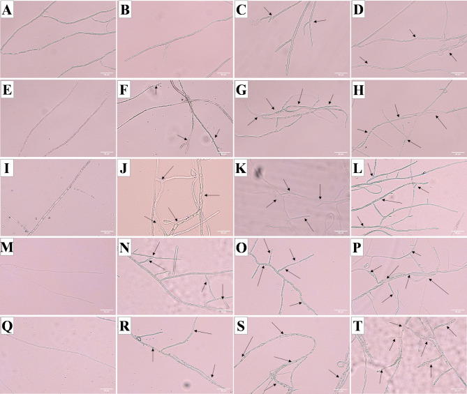 Fig. 8