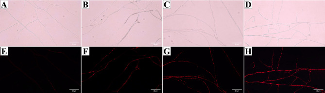 Fig. 10