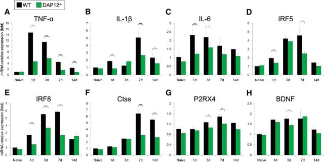 TREM2/DAP12 Signal Elicits Proinflammatory Response in Microglia and ...