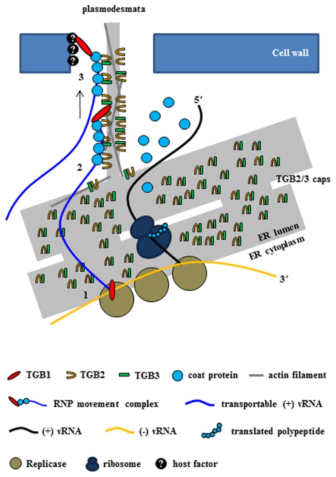 FIGURE 3