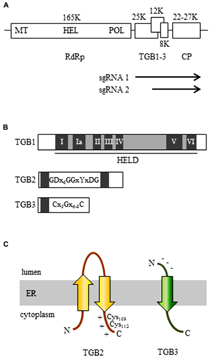 FIGURE 1