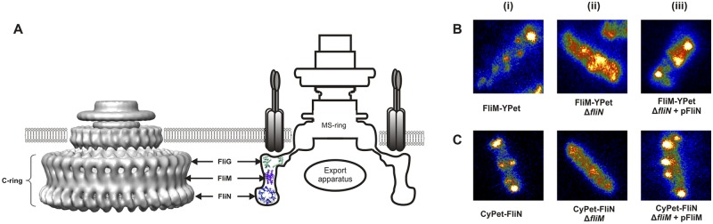 FIG 1 