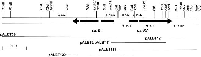 FIG. 1.