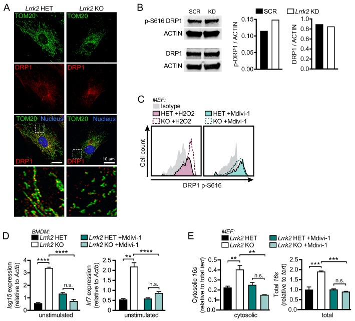 Figure 4—figure supplement 1.