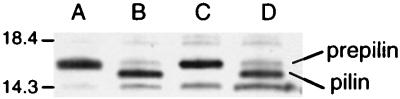 FIG. 5