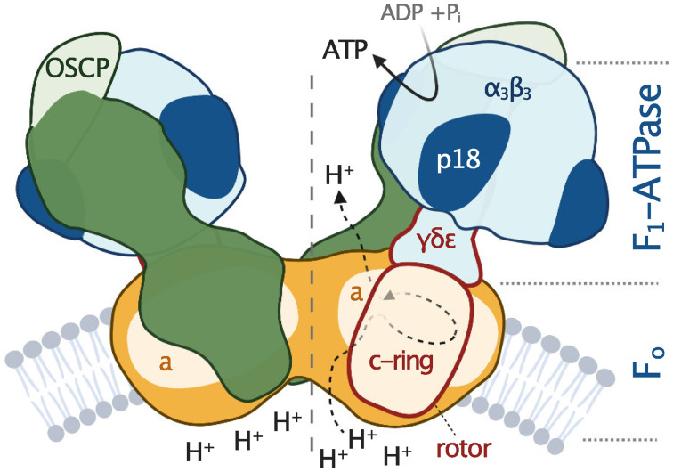 Fig. 2.