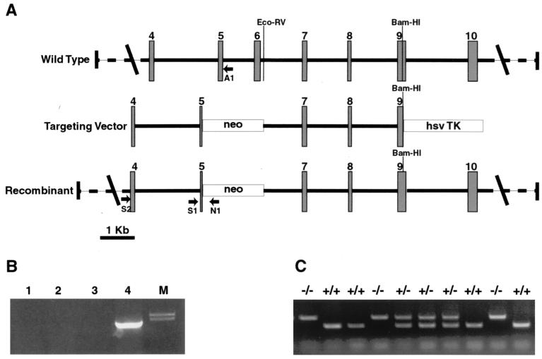 FIG. 1