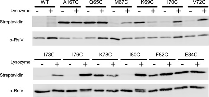 Fig 5