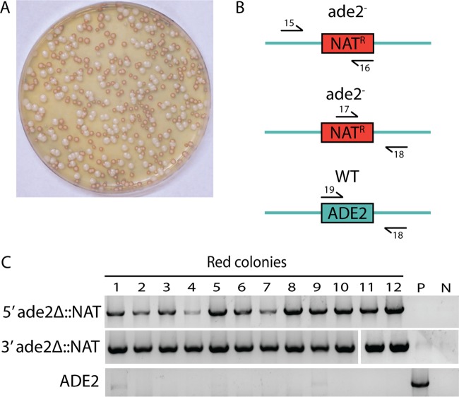 FIG 2 