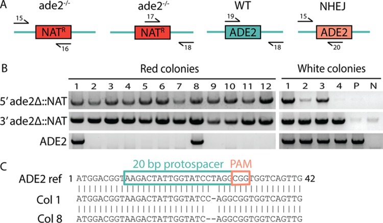 FIG 3 