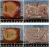 Fig. 4