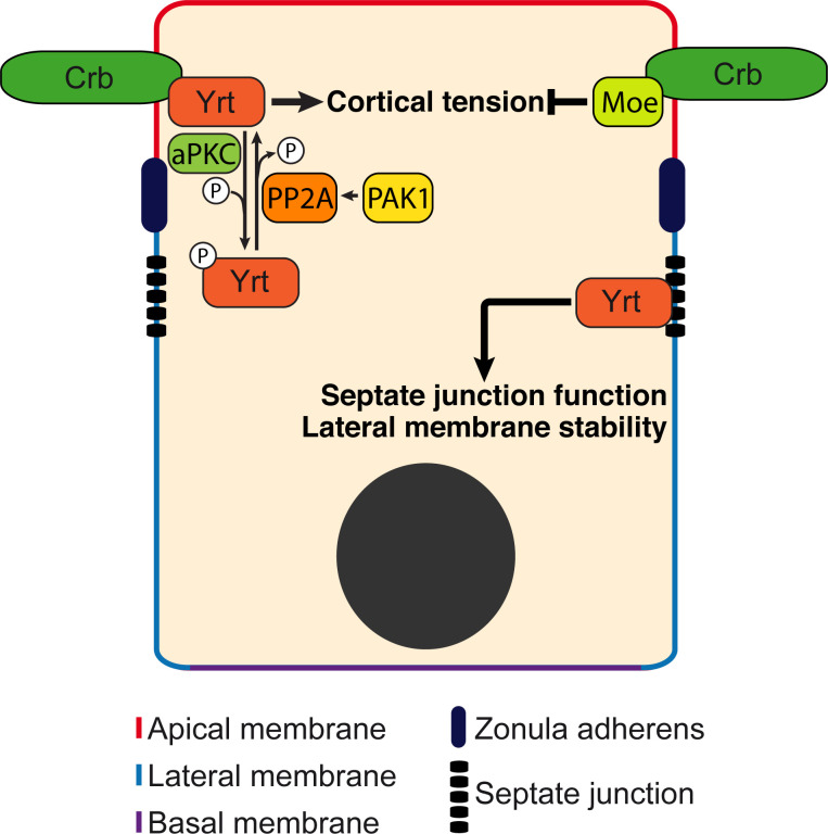 Figure 9.