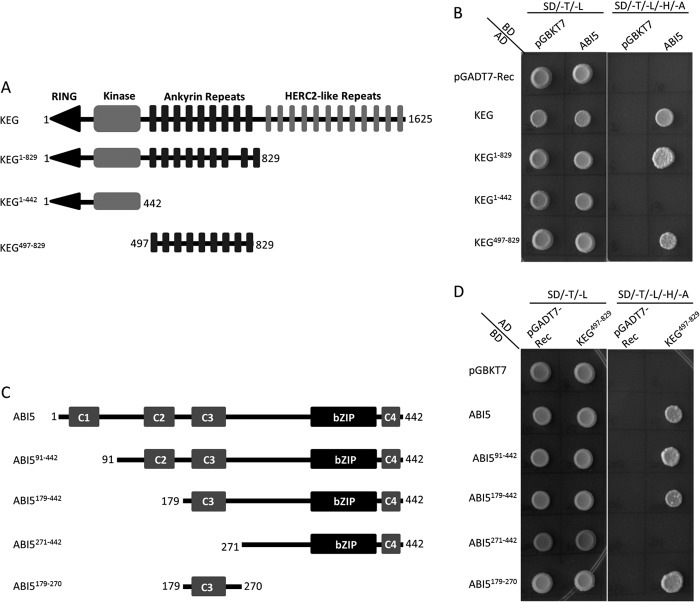 FIGURE 2.