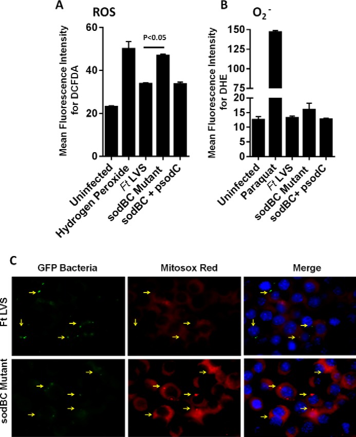 FIGURE 4.