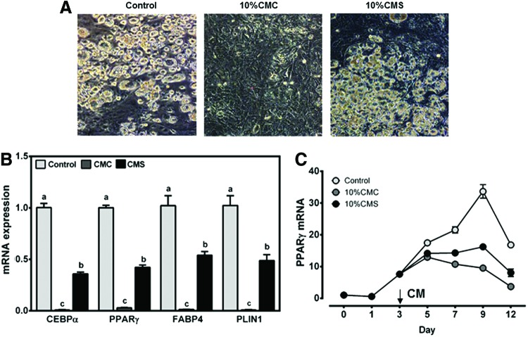 FIG. 2.