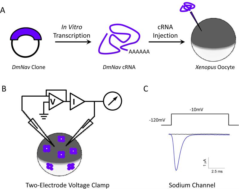 Fig. 3